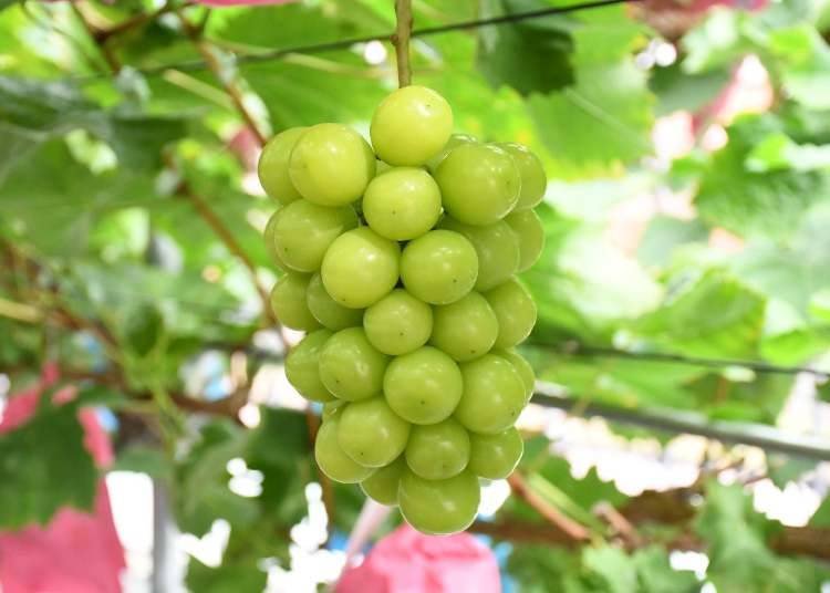 Premium Local Grapes&mdash;And All You Can Eat!