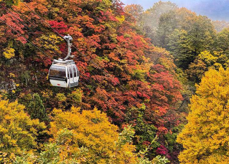 巨大シーソーにランタン、山のコースターも！秋のGALA湯沢で遊ぼう