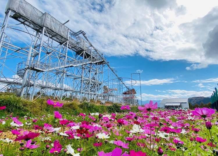 山頂のコスモス畑(画像提供:株式会社ガーラ湯沢)