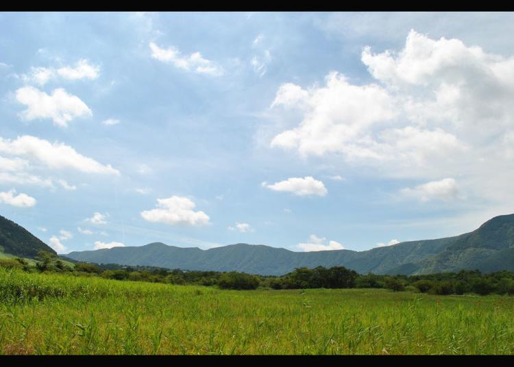 第2名:箱根湿生花园