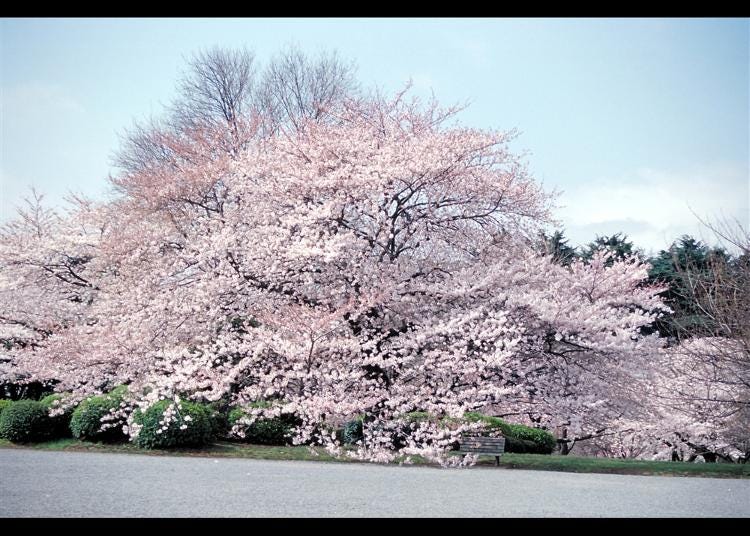 1.Shinjuku Gyoen National Garden