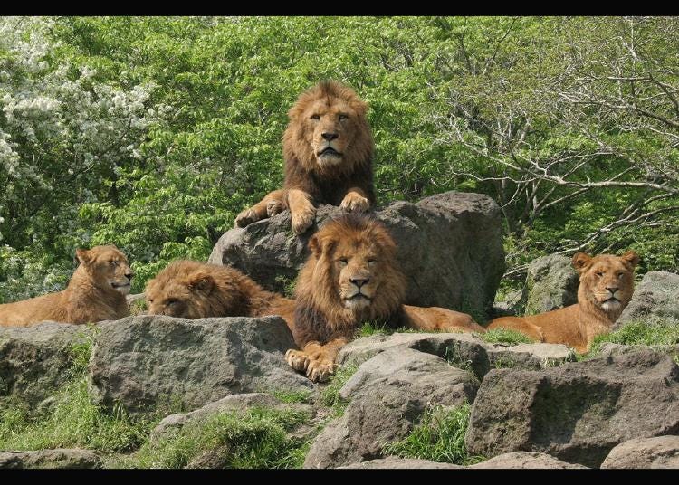 4. Fuji Safari Park