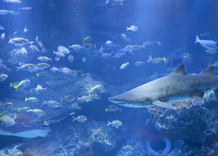 6. Sumida Aquarium