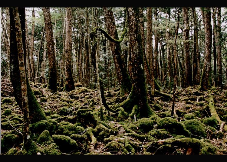 Japan Trip Most Popular Forests Mountains In Tokyo And Surroundings September 19 Ranking Live Japan Travel Guide Japan Trip Most Popular Forests Mountains In Tokyo And Surroundings September 19 Ranking Live Japan Travel Guide