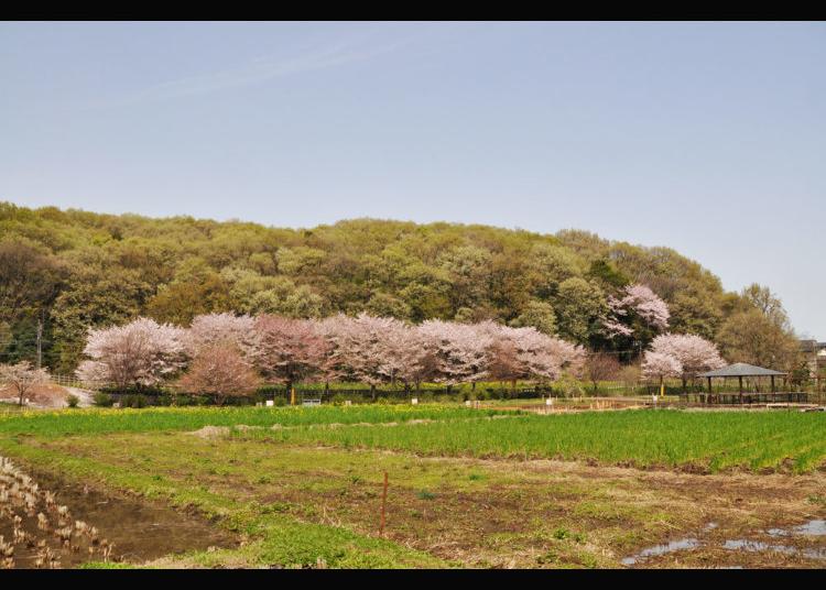 10.Hachikokuyama Ryokuchi