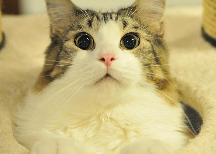 2.Cat Café Calico Shinjuku Store