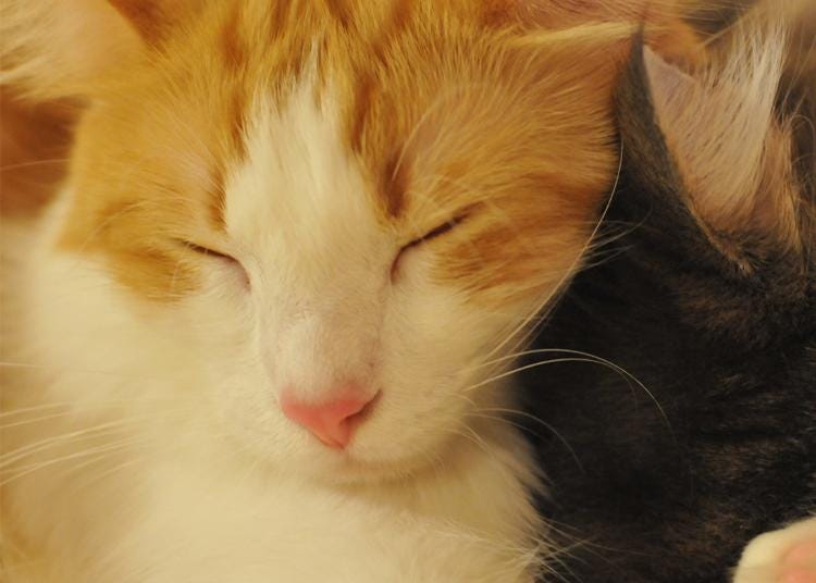8.Cat Café Calico Kichijoji Store