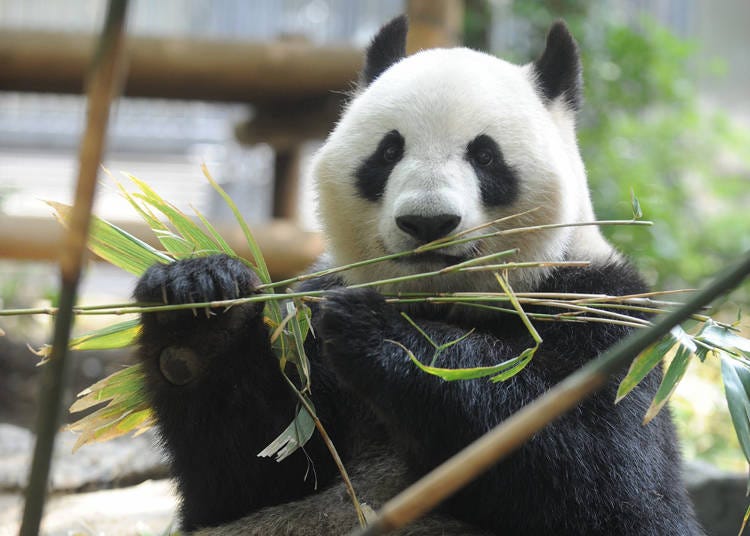 【第10位】恩賜上野動物園