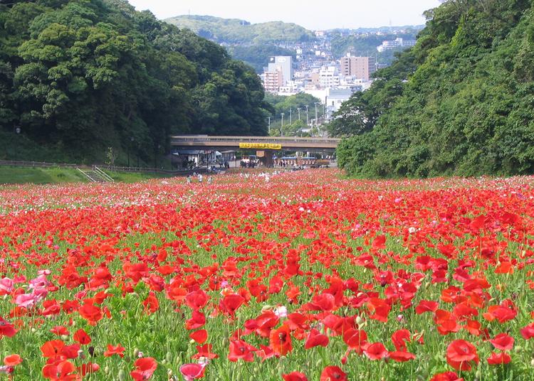 6.Yokosuka Kurihama Flower Park