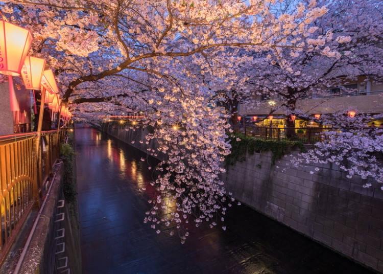 6.Meguro River