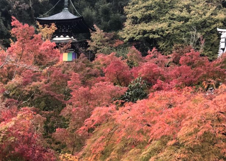 8.Zenrin-ji Temple (Eikan-do)