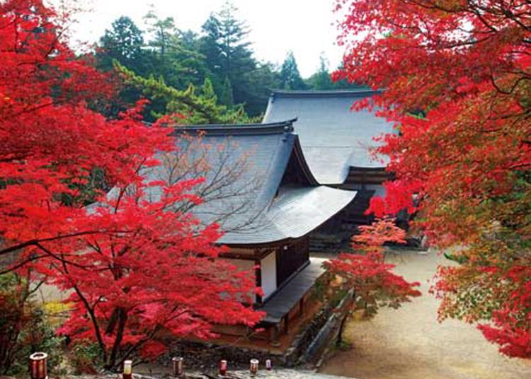 1.Jingo-ji Temple