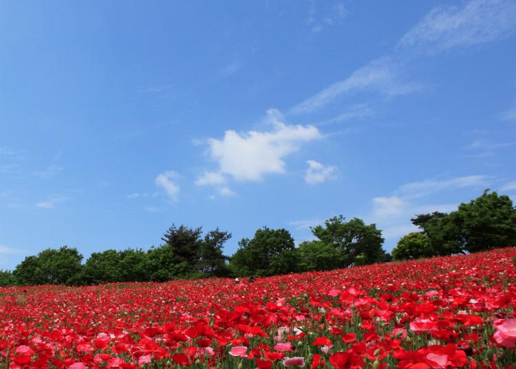 1.Showa Memorial Park