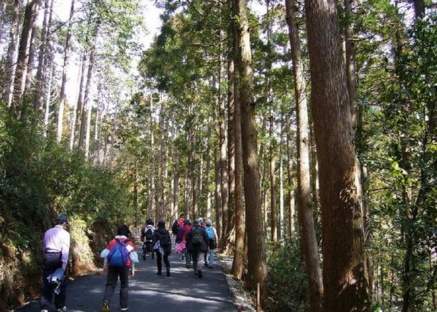 Awesome Things to Do In Japan: 5 Most Popular Hiking Courses in Tokyo and Surroundings! (December 2019 Ranking)