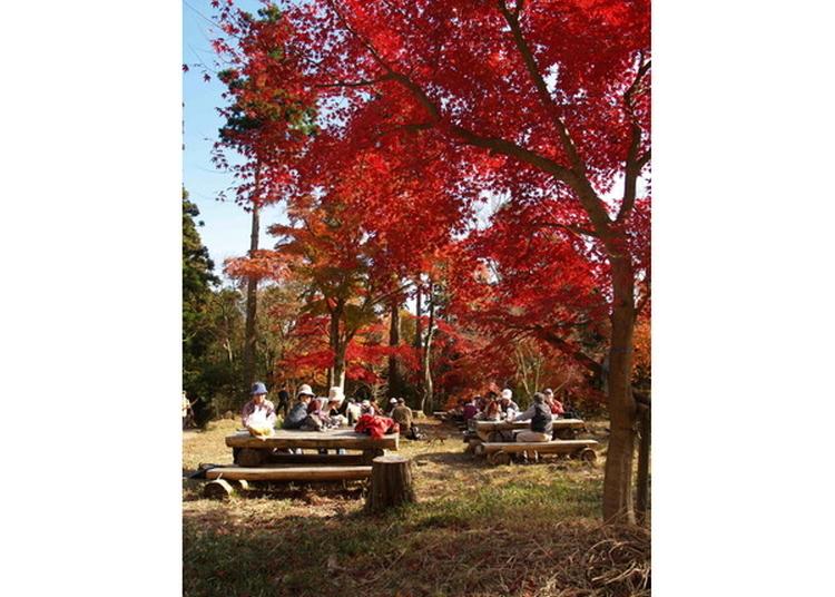 5.Amaterasu and Momiji no Sato Hiking Course