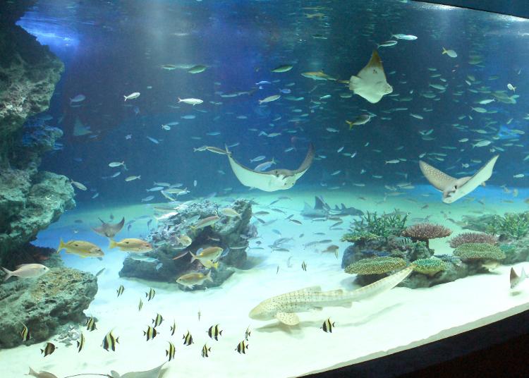 第5名：陽光水族館