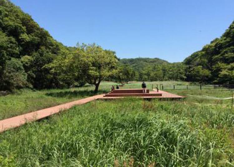 第3名:小網代森林