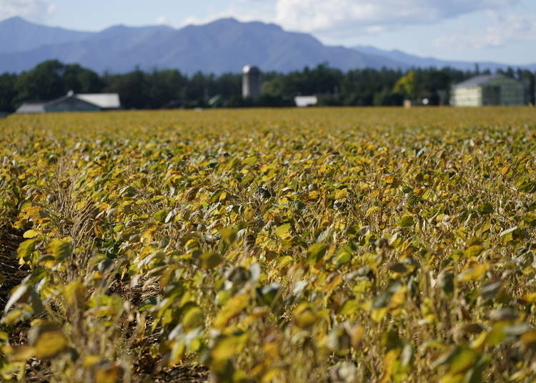 A field of soybeans on Tokachi Toyama Farm, Tokachi