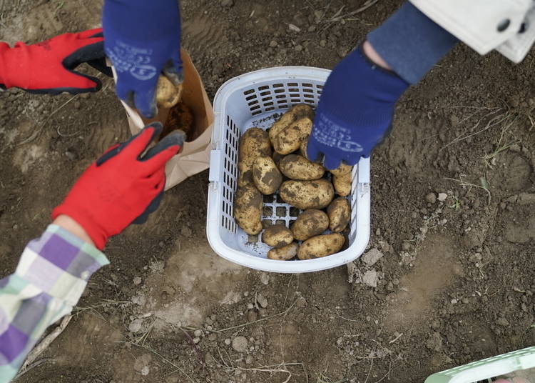 Bagging potatoes in a small field behind Tokachi Agriculture Museum Obihiro Visitor Center