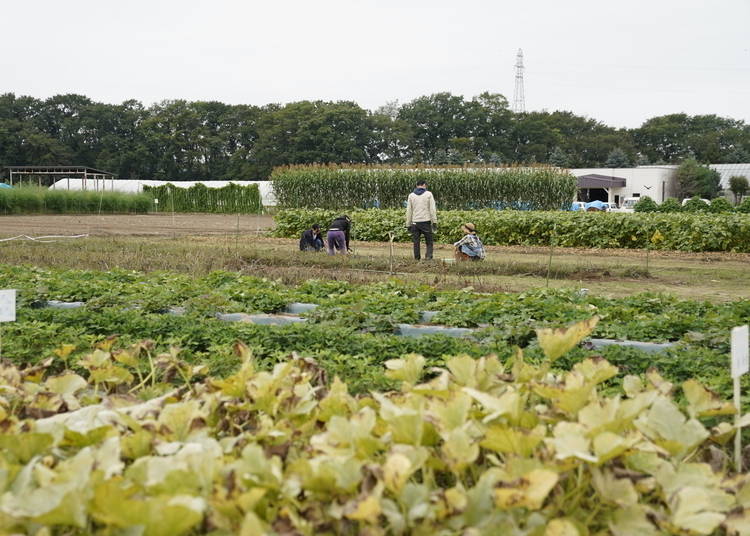 A variety of crops grow in the field