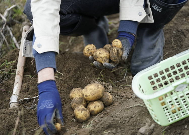 Harvesting the crop