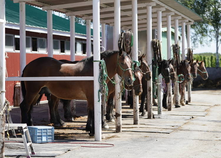 Horses soak up the sun at Banei Horse Ranch Tokachi