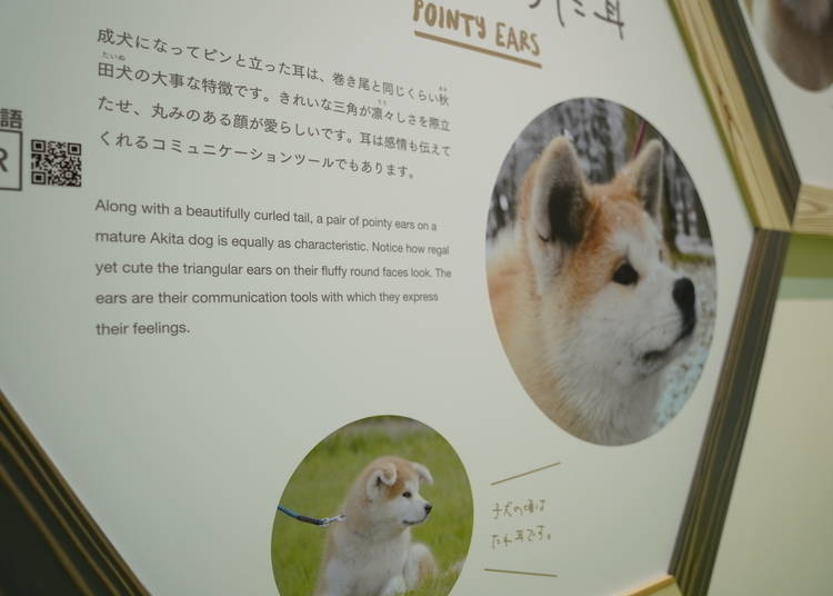 Learn all about Akita dogs