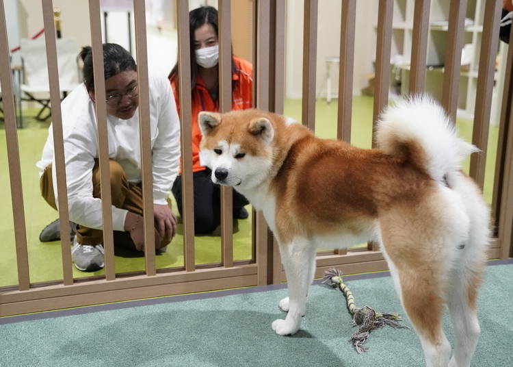 Owners sometimes bring their Akita dogs to play at the museum