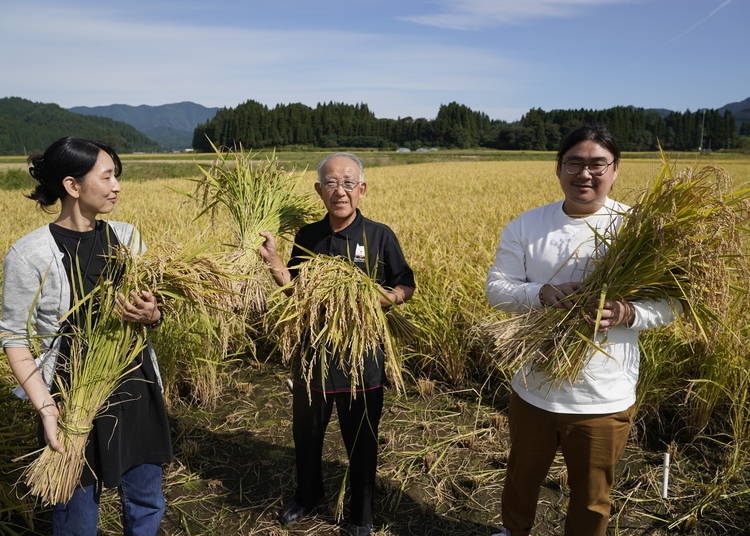 Mid-September is the perfect time to harvest rice