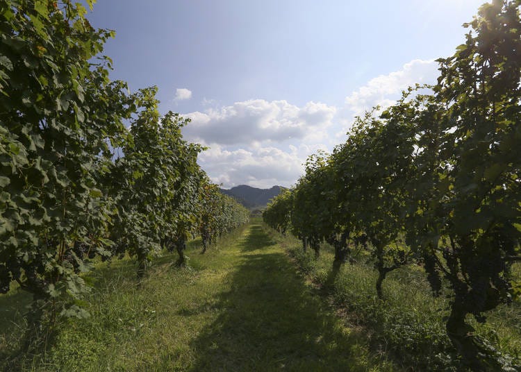 Scenic vineyards are a feature of Koshu Valley