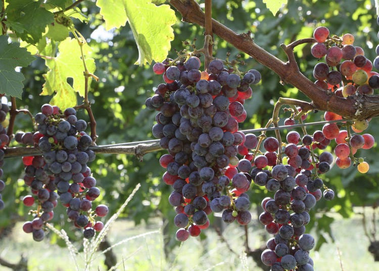 Grapes hang off trellises in Koshu Valley