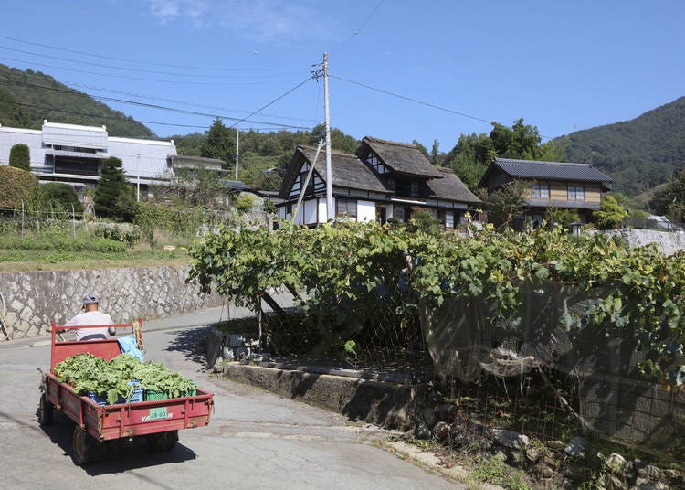 Kamijo is famous for its thatched-roof houses