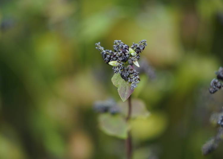 The buckwheat plant, from which soba is made