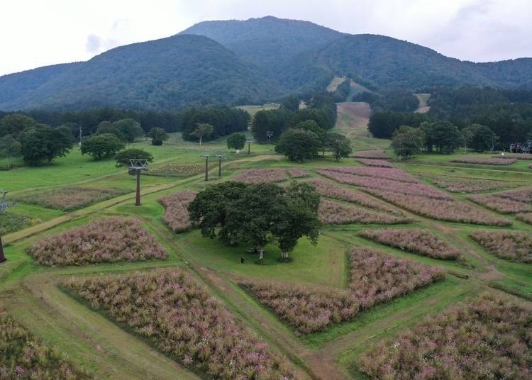 For the perfect post-meal trip, head to the base of Mt. Kurohime