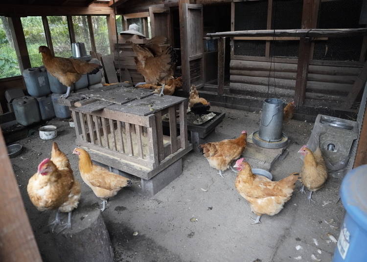 The chicken coop at Gonbo no Ie