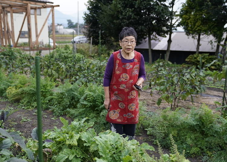 Chisato Kurata picks eggplants, which will be served with breakfast the next day