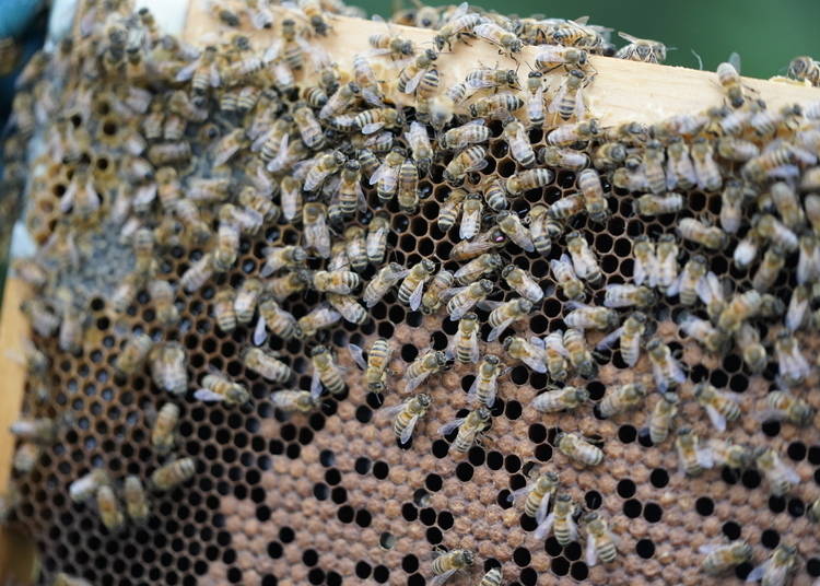 Unlike many beekeepers, Keizou doesn't use smoke to placate his bees