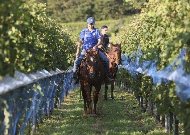 Winery tour and equine adventure in Shizuoka