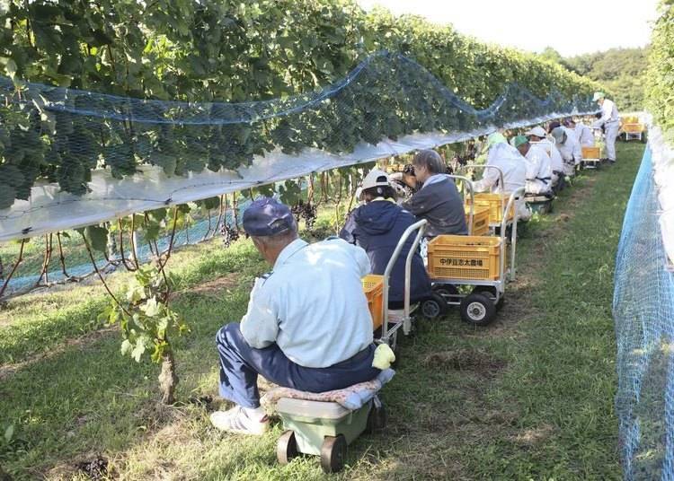 Workers harvest grapes by hand