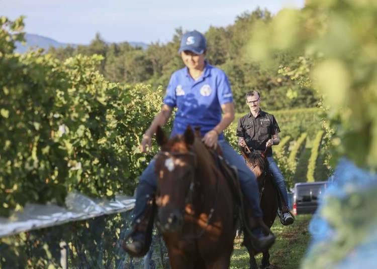 The vineyards are the perfect location for a leisurely trek