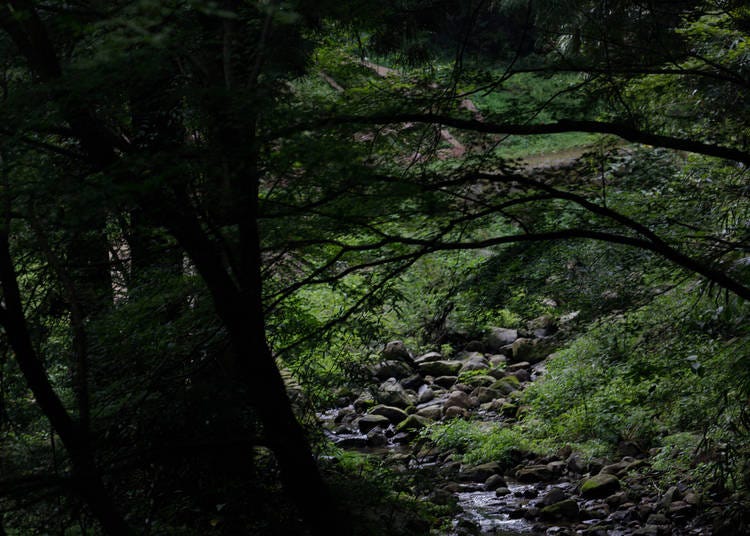 The forest path that leads up to the Iwami Ginzan silver mine