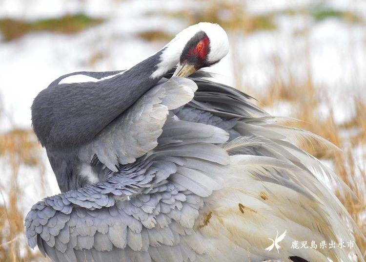 A white-naped crane cleans its feathers