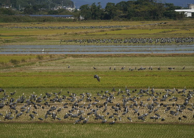 This photo was snapped on November 1, as the cranes started to arrive in Izumi