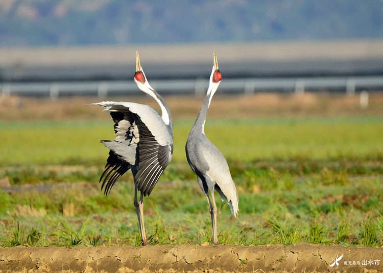A white-naped crane couple in typical calling posture, with heads thrown back