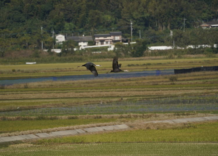 Two hooded cranes flying together indicates they are a couple