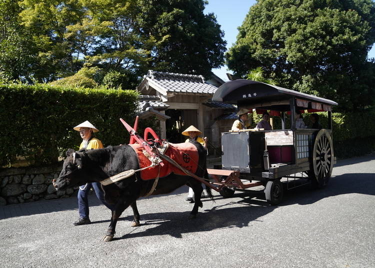 Ride in a traditional cow-drawn carriage