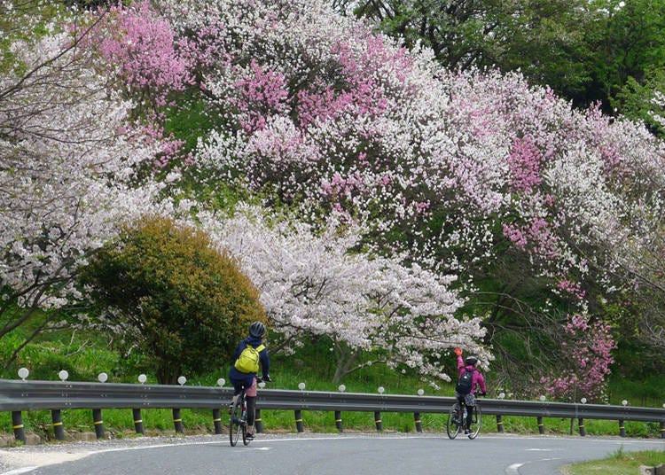 Cyclists enjoy riding along cherry blossom-lined roads in the spring