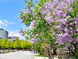 Mid-May to early June: Sapporo Lilac Festival