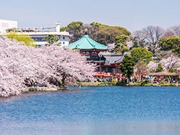 Late March to early April: Ueno Cherry Blossom Festival