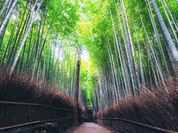 Arashiyama Surrounding Areas